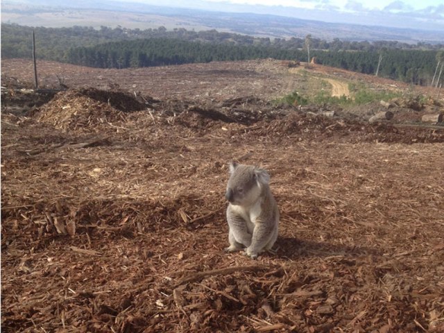 Chú Koala mất nhà vì con người khai thác gỗ phá hủy một khu rừng tại New South Wales, Australia